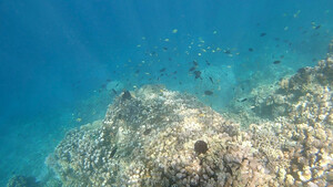 Unterwasserwelt in Coron