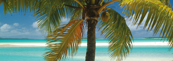 Palme auf den Cook Islands