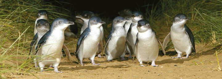 Pinguin Parada auf Phillip Island