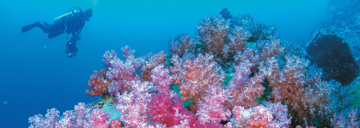 Tauchen Ningaloo Reef