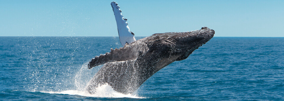 Walbeobachtung Queensland