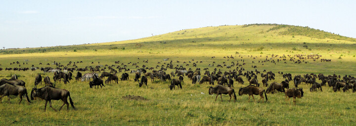 Migration in der Masai Mara