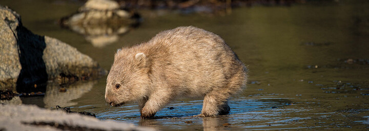 Wombat im Wasser