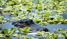 Everglades Wildlife Tour
