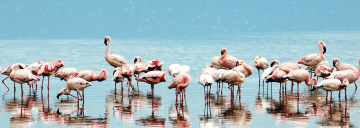 Flamingos Lake Nakuru