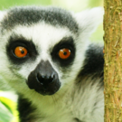 Auf den Spuren der Lemuren