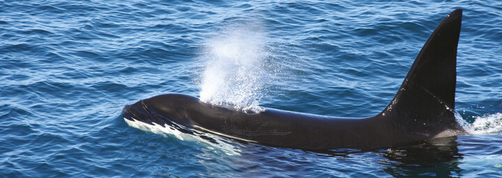 Orca in Neuseeland