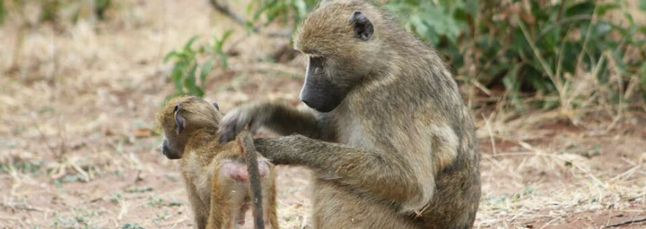 Affen im Chobe Nationalpark - Botswana Reisebericht