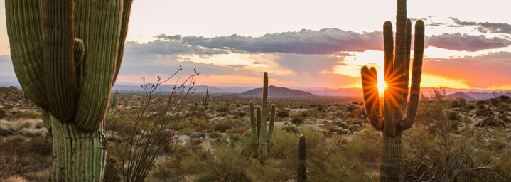 Sonnenuntergang in der Sonora Wüste