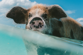 Mit Bahamas Schweinen schwimmen