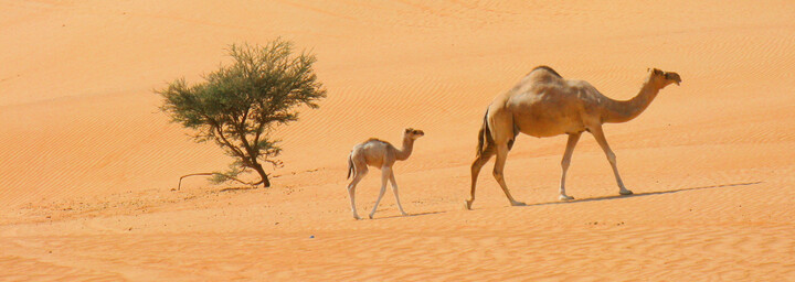 Kamele in Wahiba Wüste