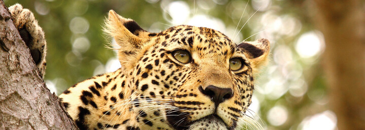 Leopard im Krüger Nationalpark