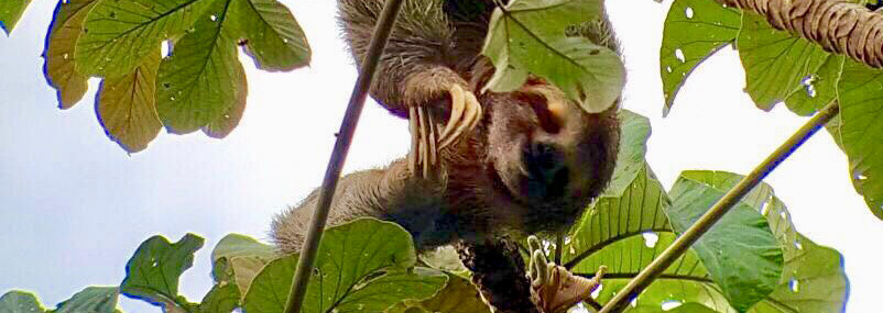 Costa Rica Reisebericht - Manuel Antonio Nationalpark Faultier