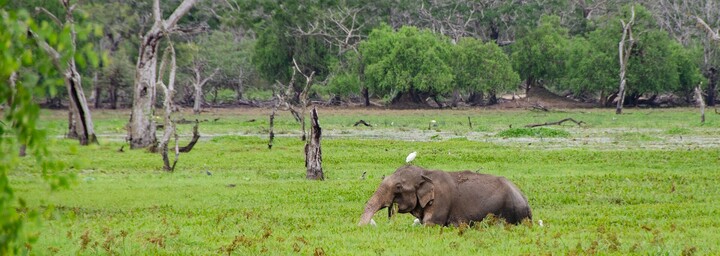 Yala Nationalpark - Elefant