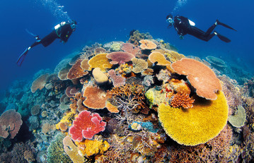 Taucher am Riff des Great Barrier Reefs