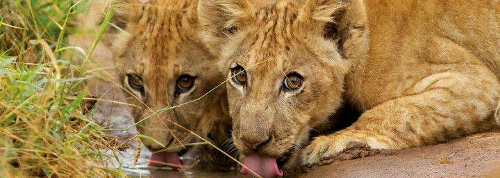 trinkende Löwen im Selous Game Reserve