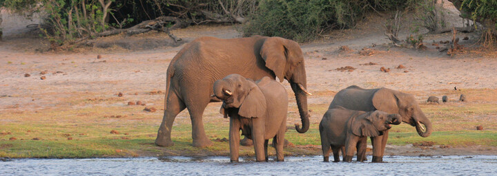 Elefanten Chobe Nationalpark Botswana