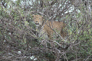 Leopard in der Massai Mara