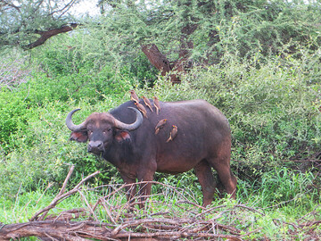Reisebericht Südafrika - Büffel im südafrikanischen Busch