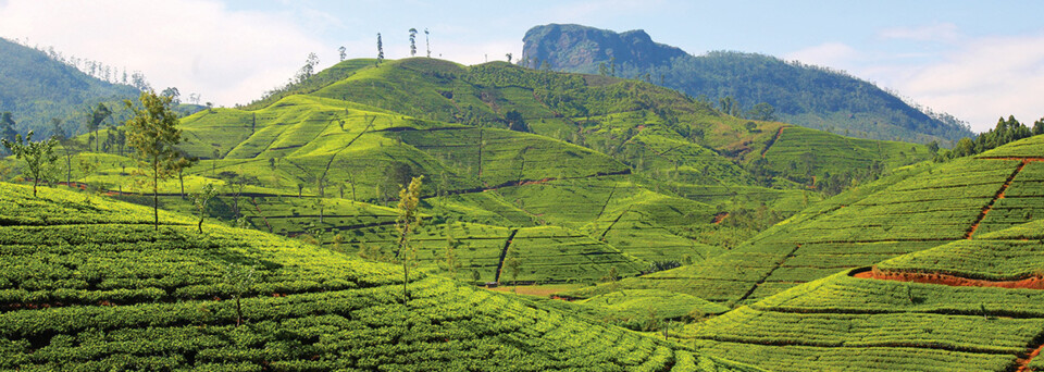 Teeplantage Sri Lanka