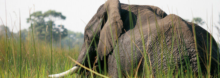 Elefant im Okavango Delta