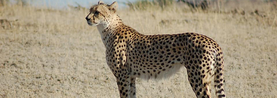 Reisebericht Südafrika: Gepard im Mashatu Game Reserve