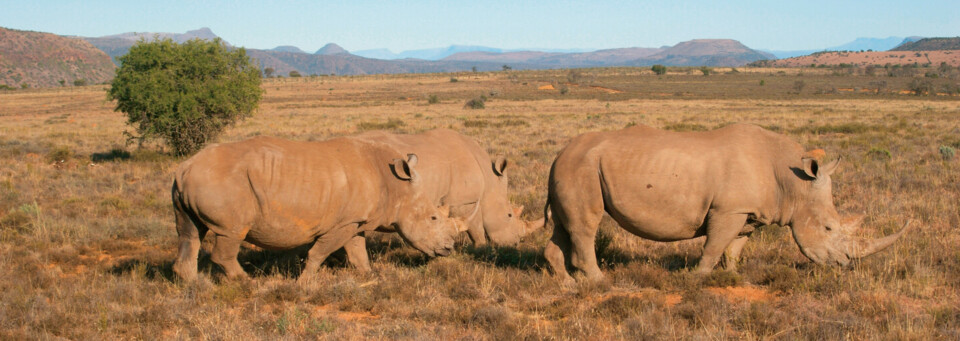 Nashörner im Karoo Nationalpark