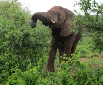 Reisebericht Südafrika - Eco Ranger Experience Elefant im afrikanischen Busch