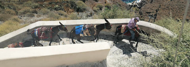 Santorini Reisebericht - Esel auf Santorini