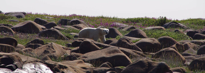 Eisbär inmitten den Tundra im Sommer
