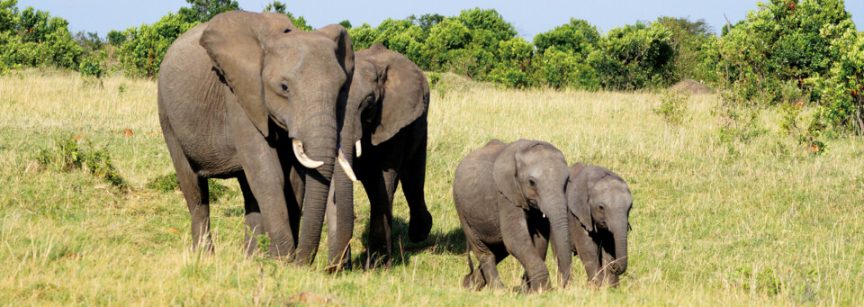 Elefanten im Masai Mara