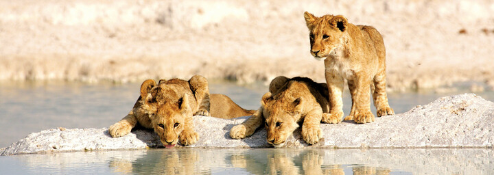 Löwenkinder am Wasserloch Etosha
