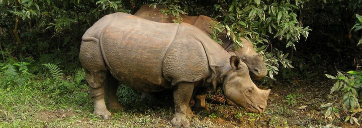 Nashörner im Royal Chitwan NP