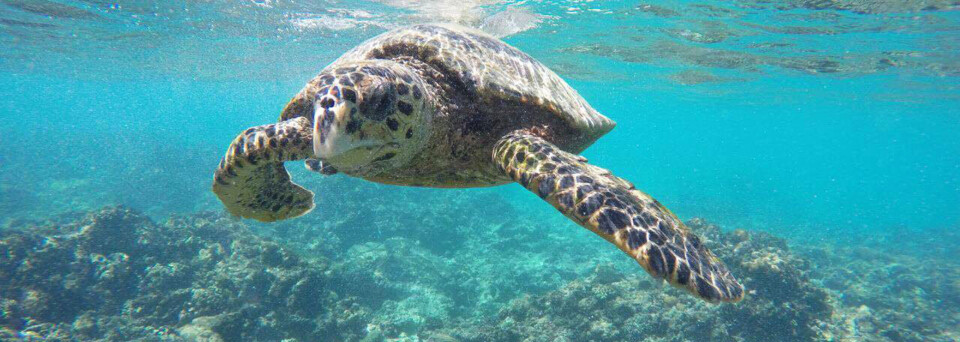 Seychellen Reisebericht - Wasserschildkröte