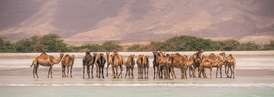 Kamele in Salalah