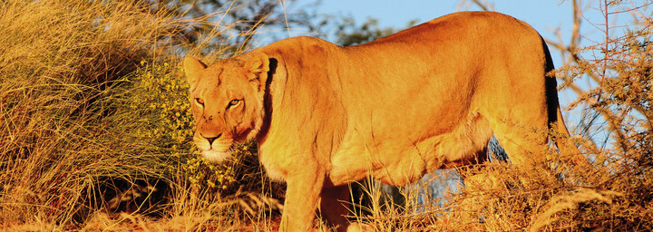 Löwe in Kalahari Wüste