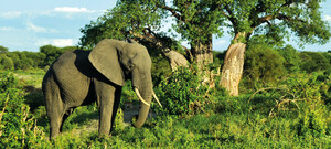 Elefant in Tansania