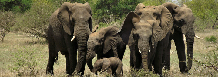 Reisebericht Südafrika: Elefanten in freier Wildbahn