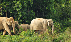 Elefanten in Kui Buri & tropisches Koh Talu 