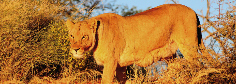 Löwe in der Kalahari Wüste