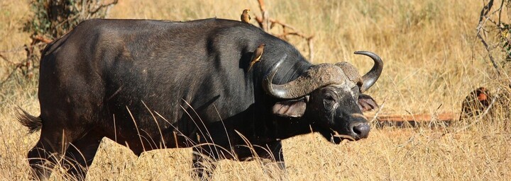 Büffel im Tsavo Nationalpark