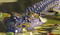 East Alligator River Bootstour