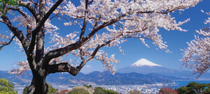 Fuji mit Kirschbaum