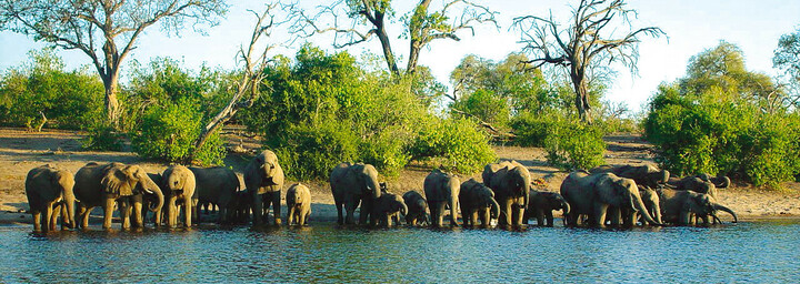 Elefanten an Wasserloch im Chobe Nationalpark