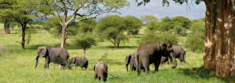 Elefanten Ngorongoro Krater