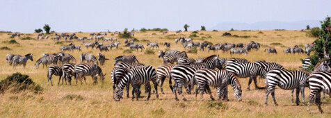 Masai Mara National Reserve - Zebraherde