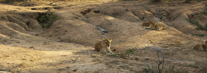 Reisebericht Südafrika - Löwen im Kapama Private Game Reserve