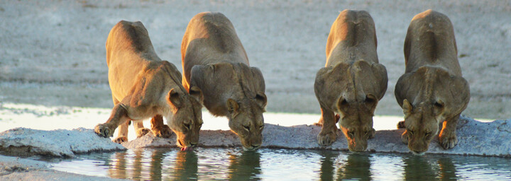 Löwen am Wasserloch im Etosha Nationalpark in Namibia