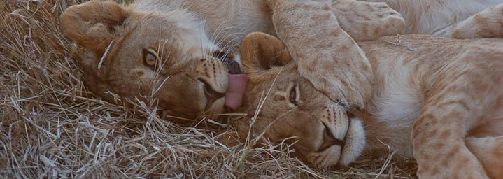 Reisebericht Südafrika: Löwen im Mashatu Game Reserve