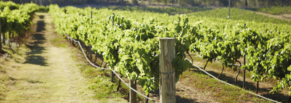 Weinregion Hunter Valley